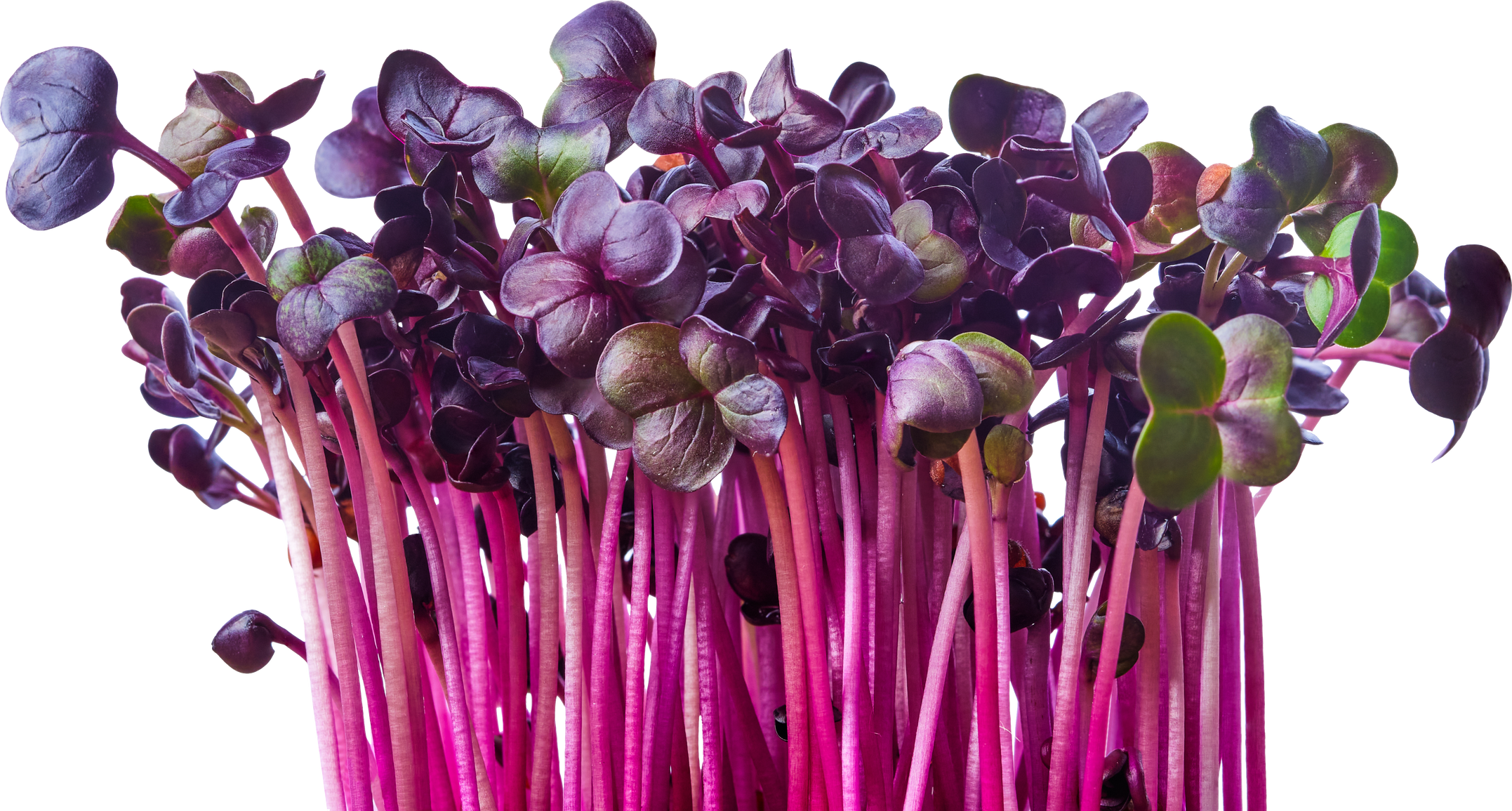 Fresh Purple Radish Sprouts Isolated on White. Microgreens.