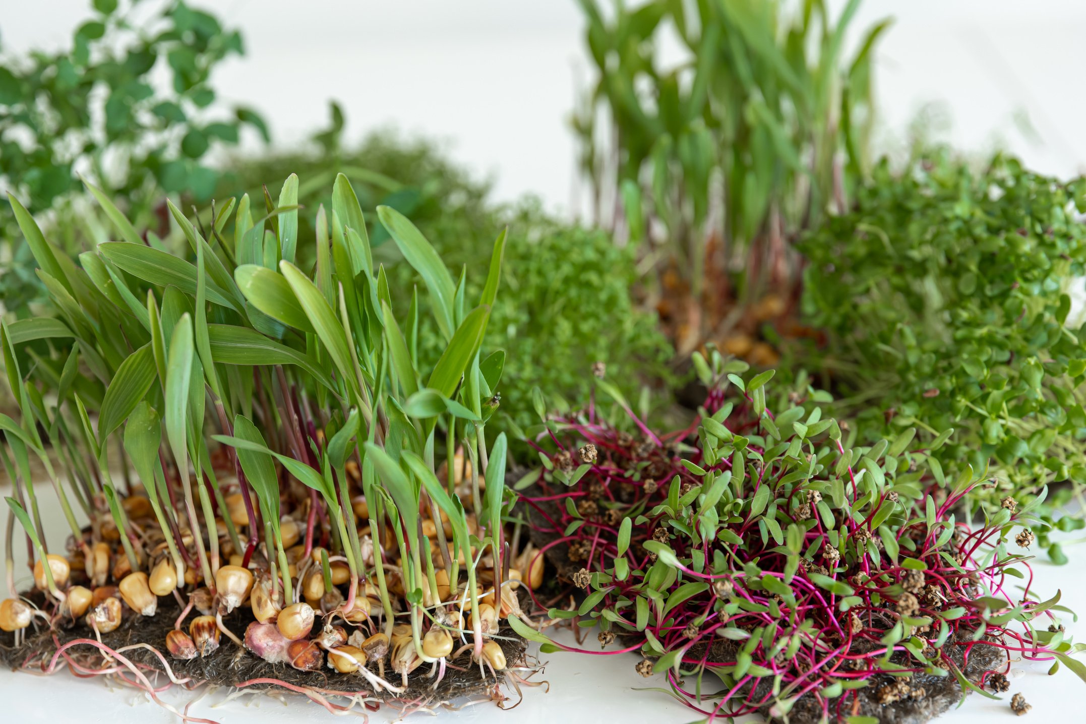 Microgreens with seeds and roots. Germination of microgreens.